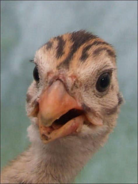 C'est &agrave; moi que tu parles&nbsp;?