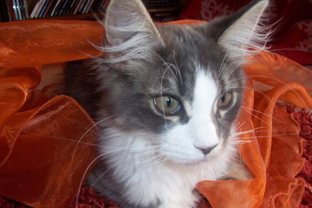 Quel farceur ce Daylight&nbsp;!