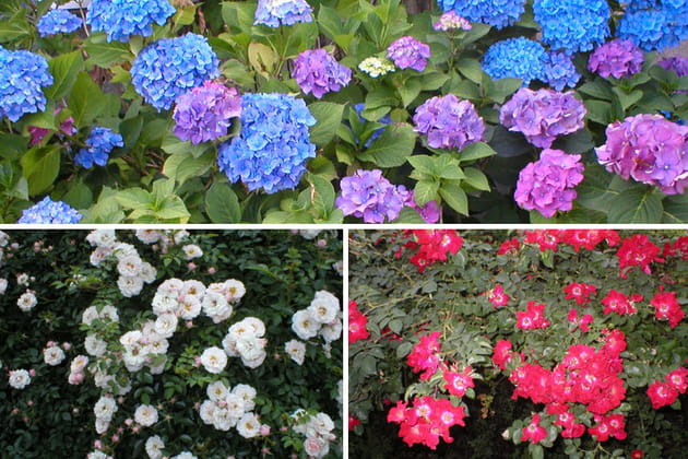 Hortensia, rosier buissonnant et plante couvre-sol