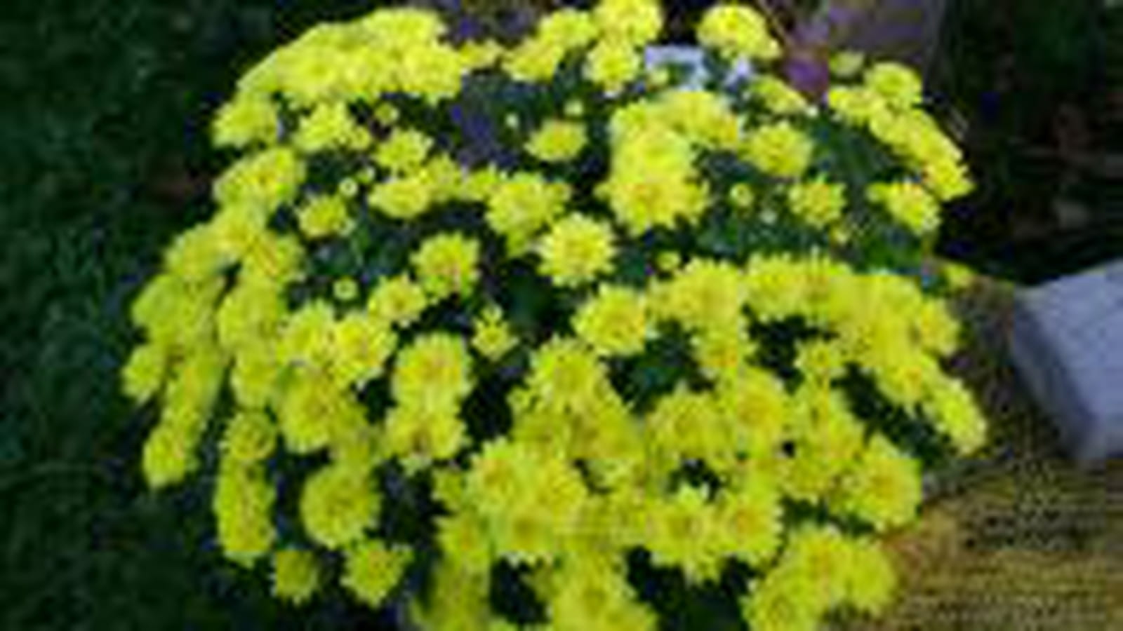 Chrysanthèmes jaunes