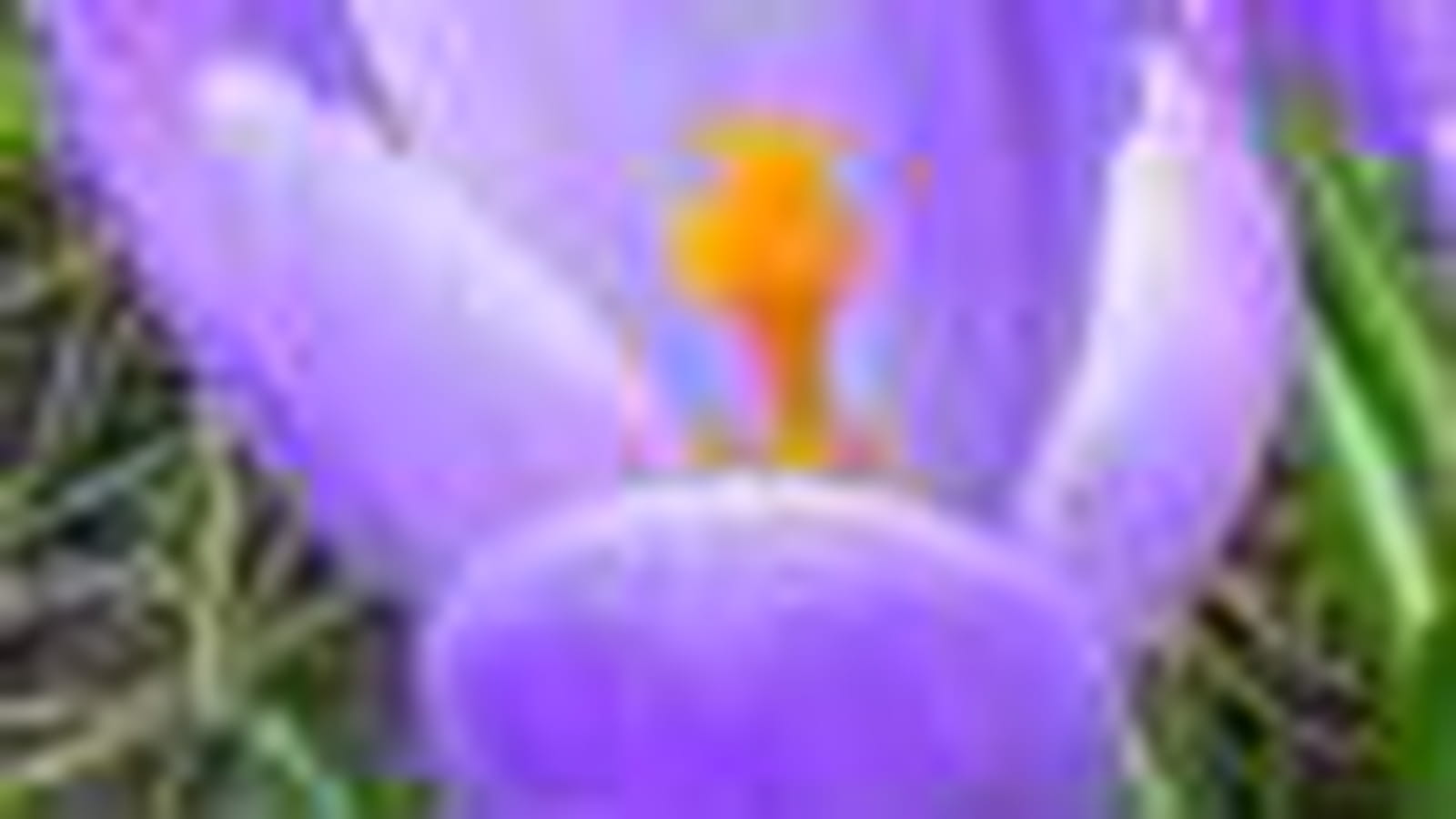 Crocus