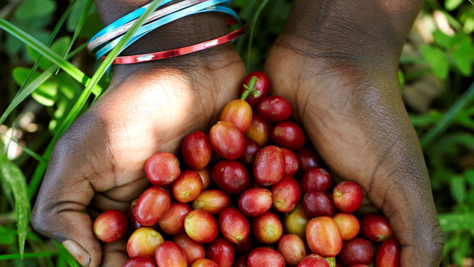 Umumita wa Lake Kivu : un café doux 