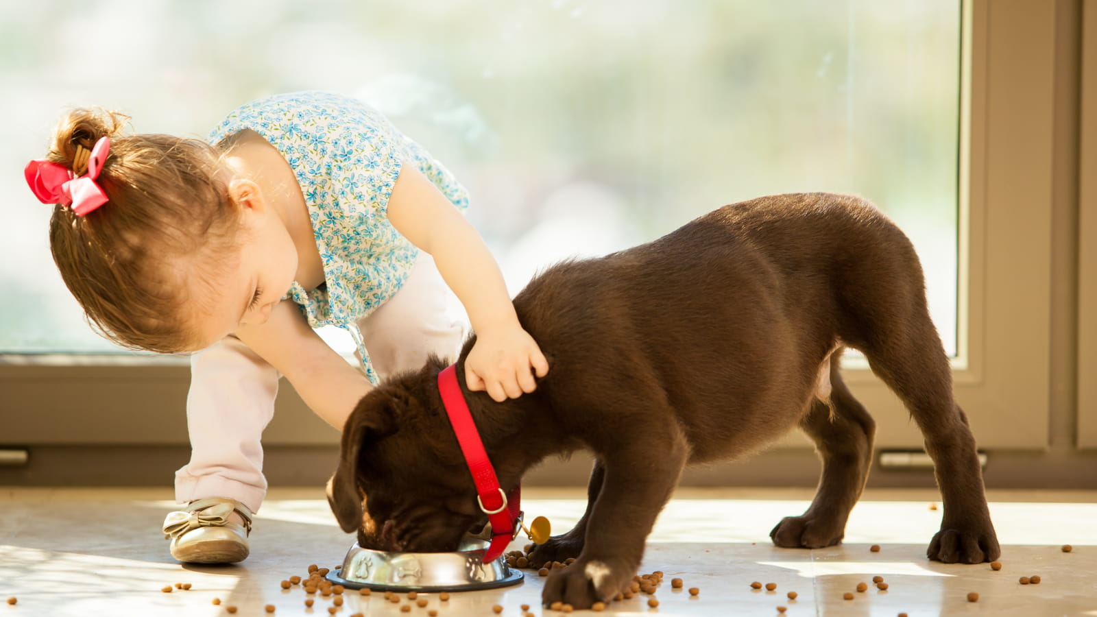 Un labrador embellit
