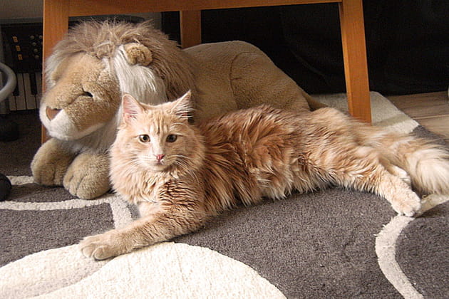 Une crini&egrave;re de lion