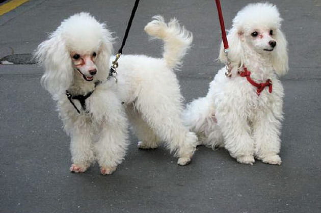 Les belles boucles des caniches