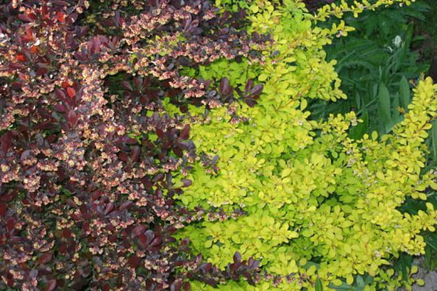 Contrastres de couleur