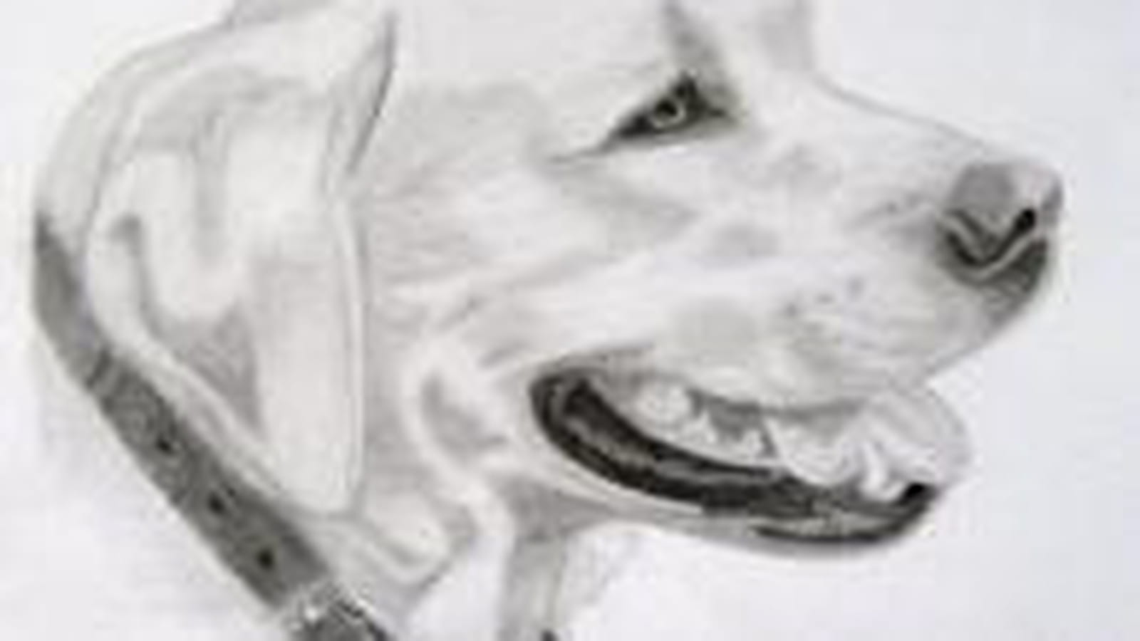 Beau labrador