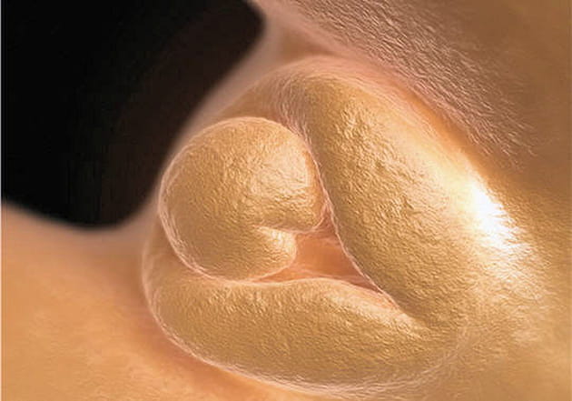 Mise en place de l'appareil g&eacute;nital masculin