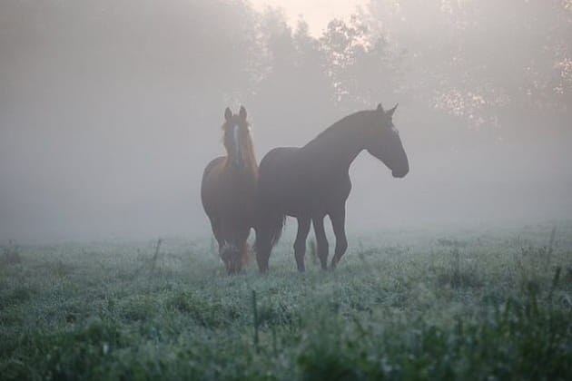 T&acirc;tonnant dans la brume