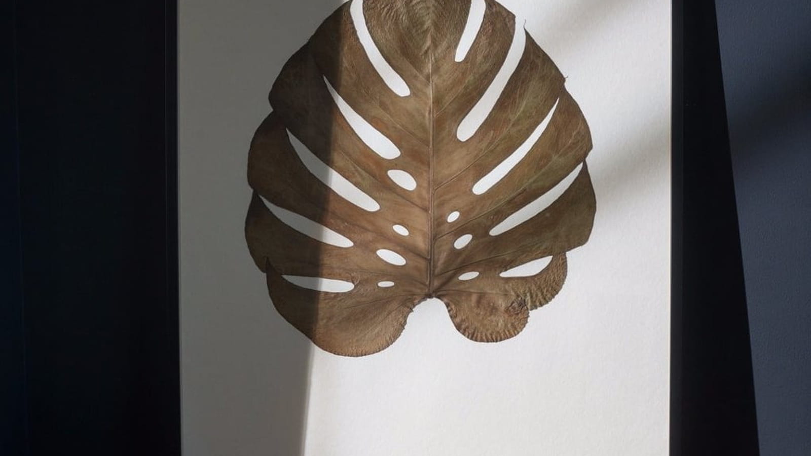 Herbier Herbarium 