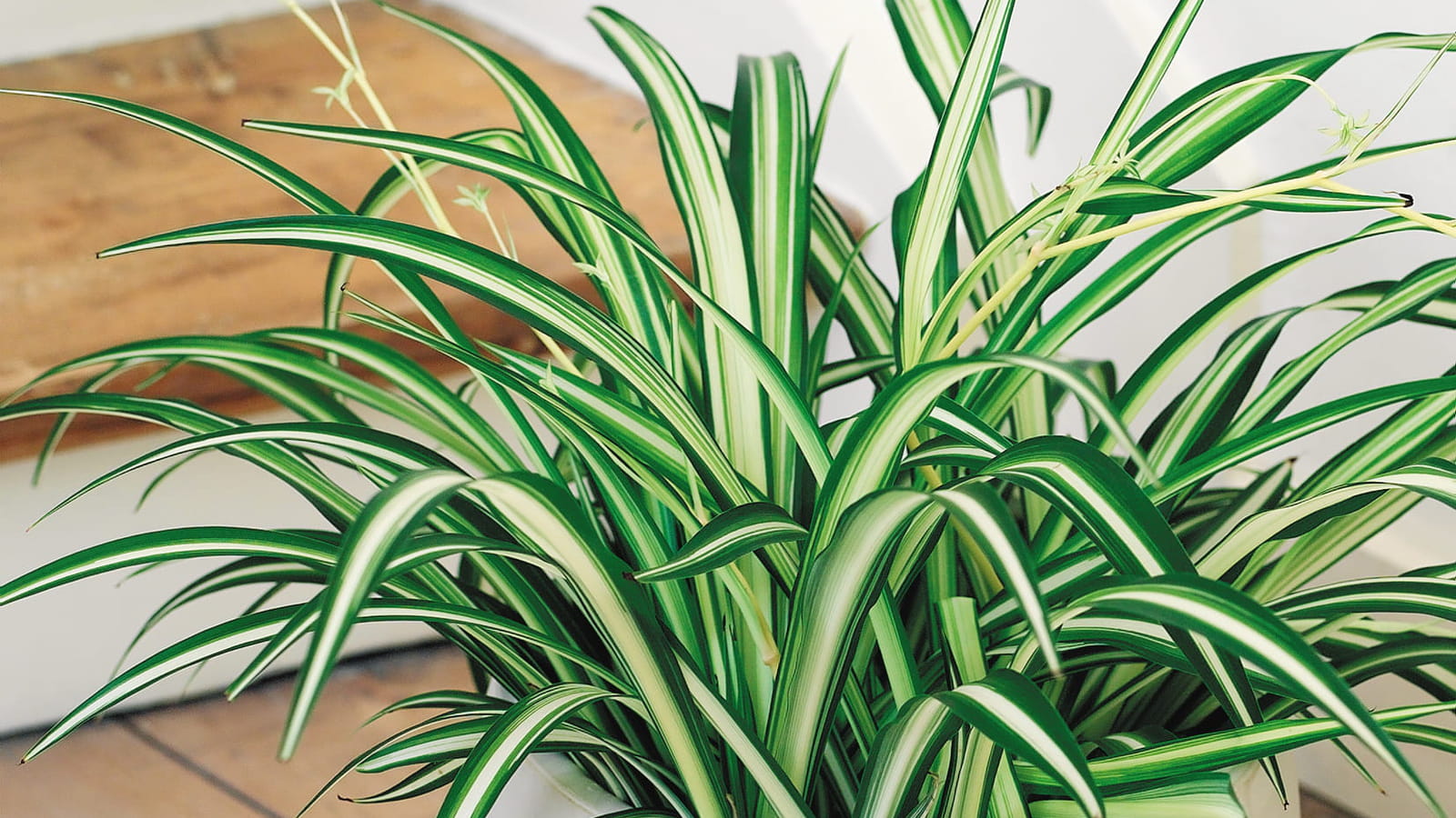 Plante araignée ou chlorophytum