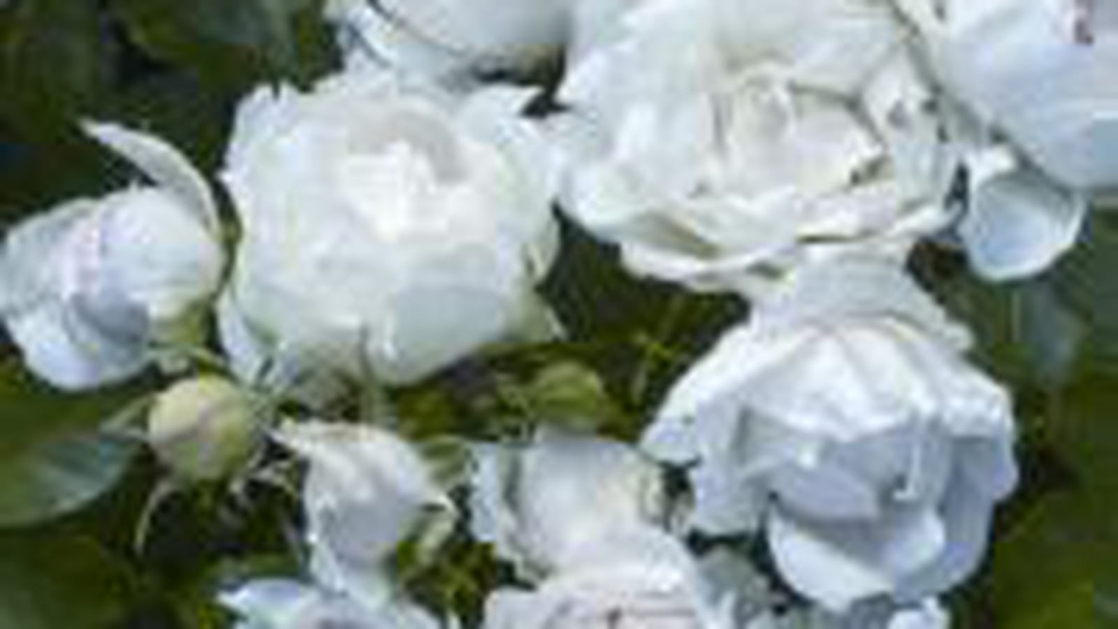 Rosier Meiradena