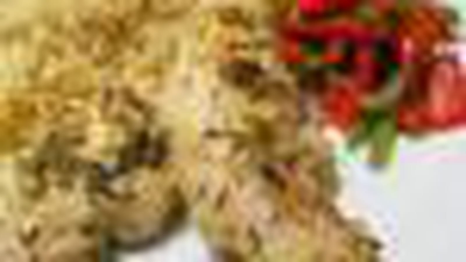 Poulet