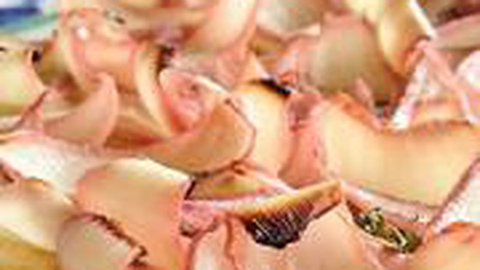 Tarte aux oignons marinés