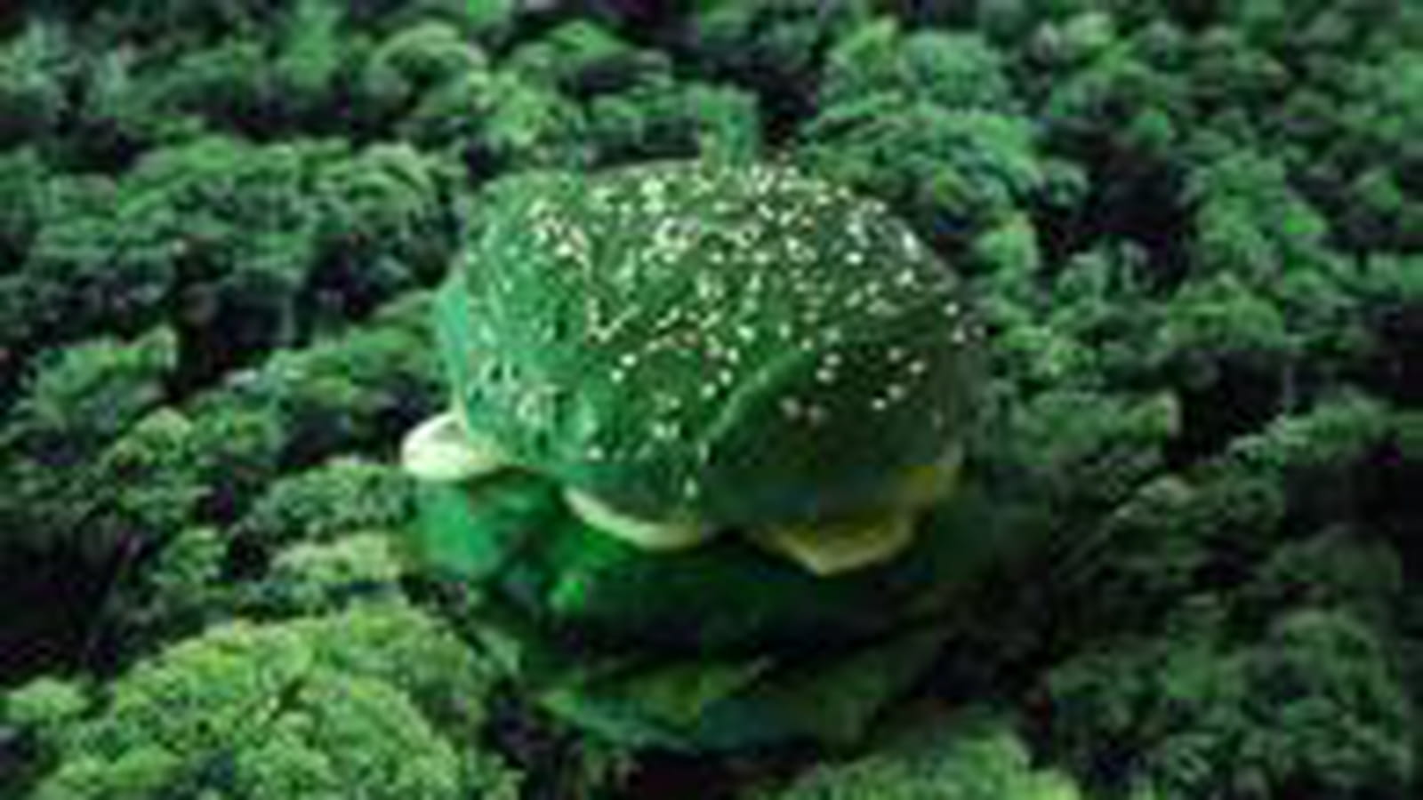 Green burger
