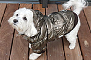 le manteau protège les chiens fragiles du froid. 