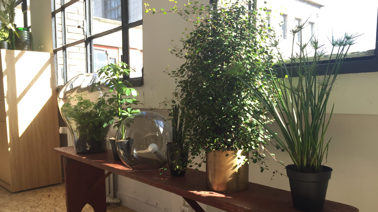 Terrarium Cressie