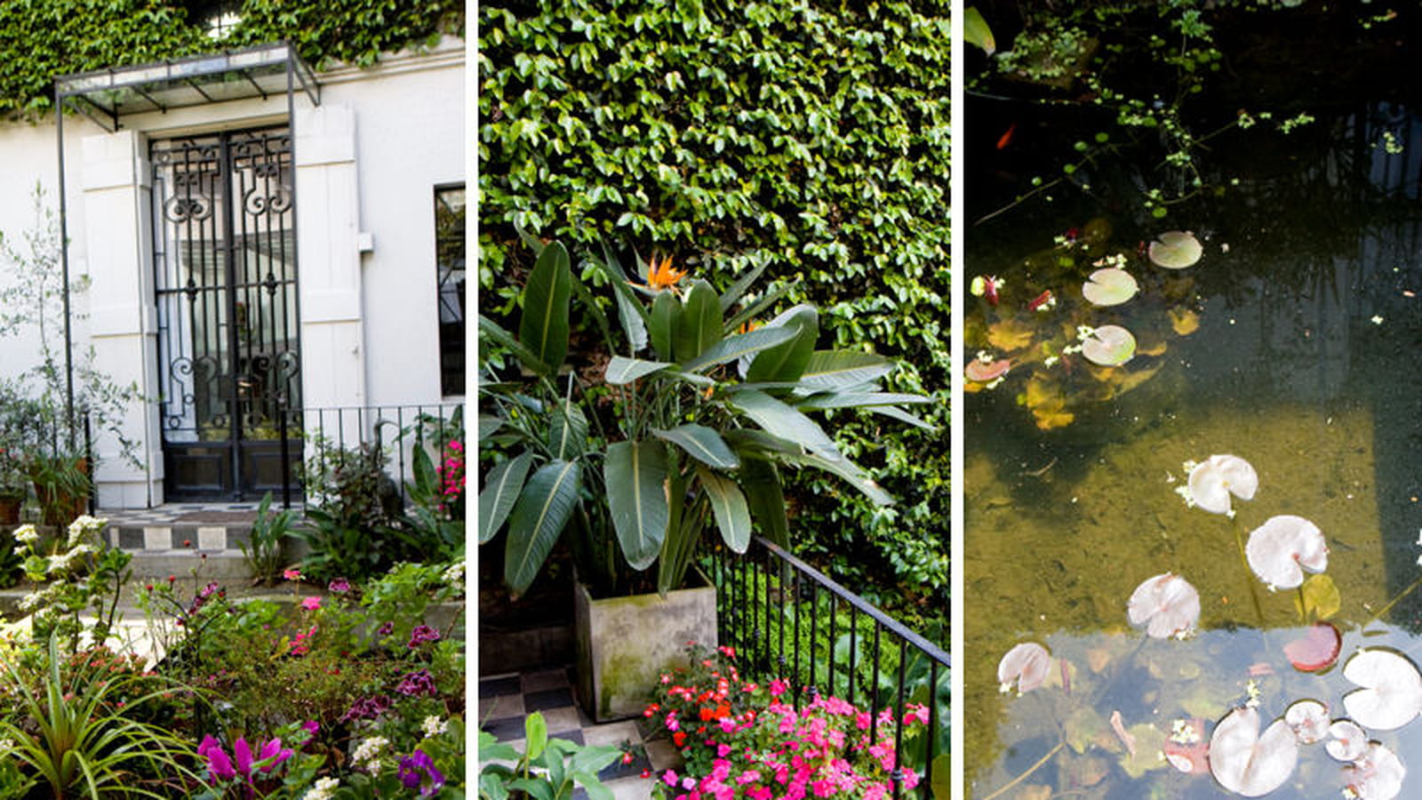 Les plantes de la cour