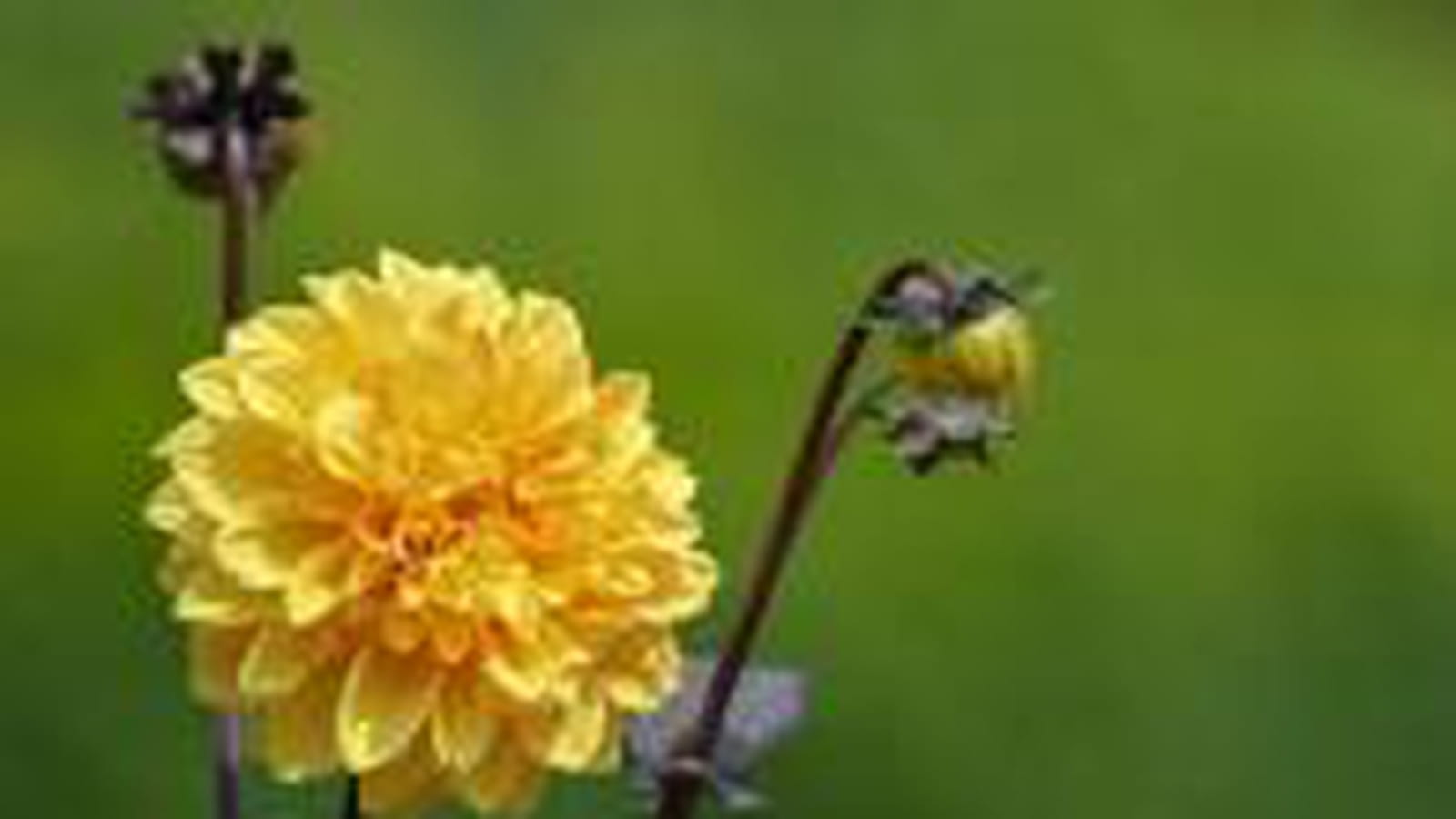 Dahlia jaune