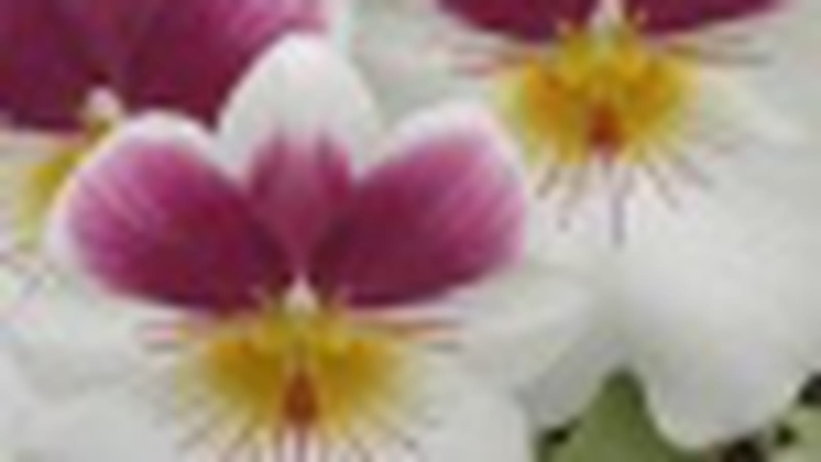 Miltonia Princess Mary