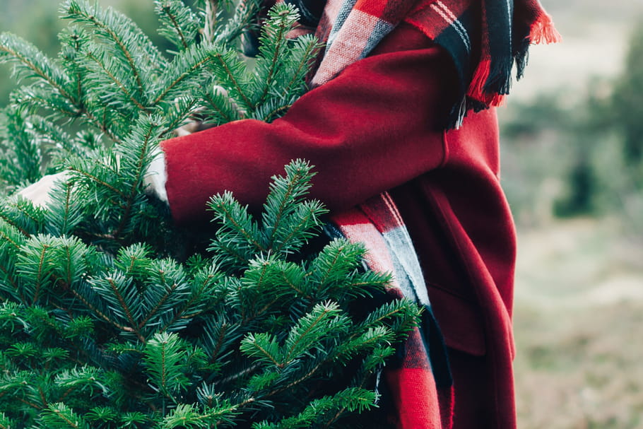 Recycler son sapin de Noël avec Botanic
