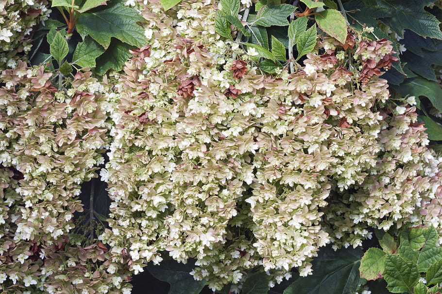 4 variétés d'hortensias à (re)découvrir