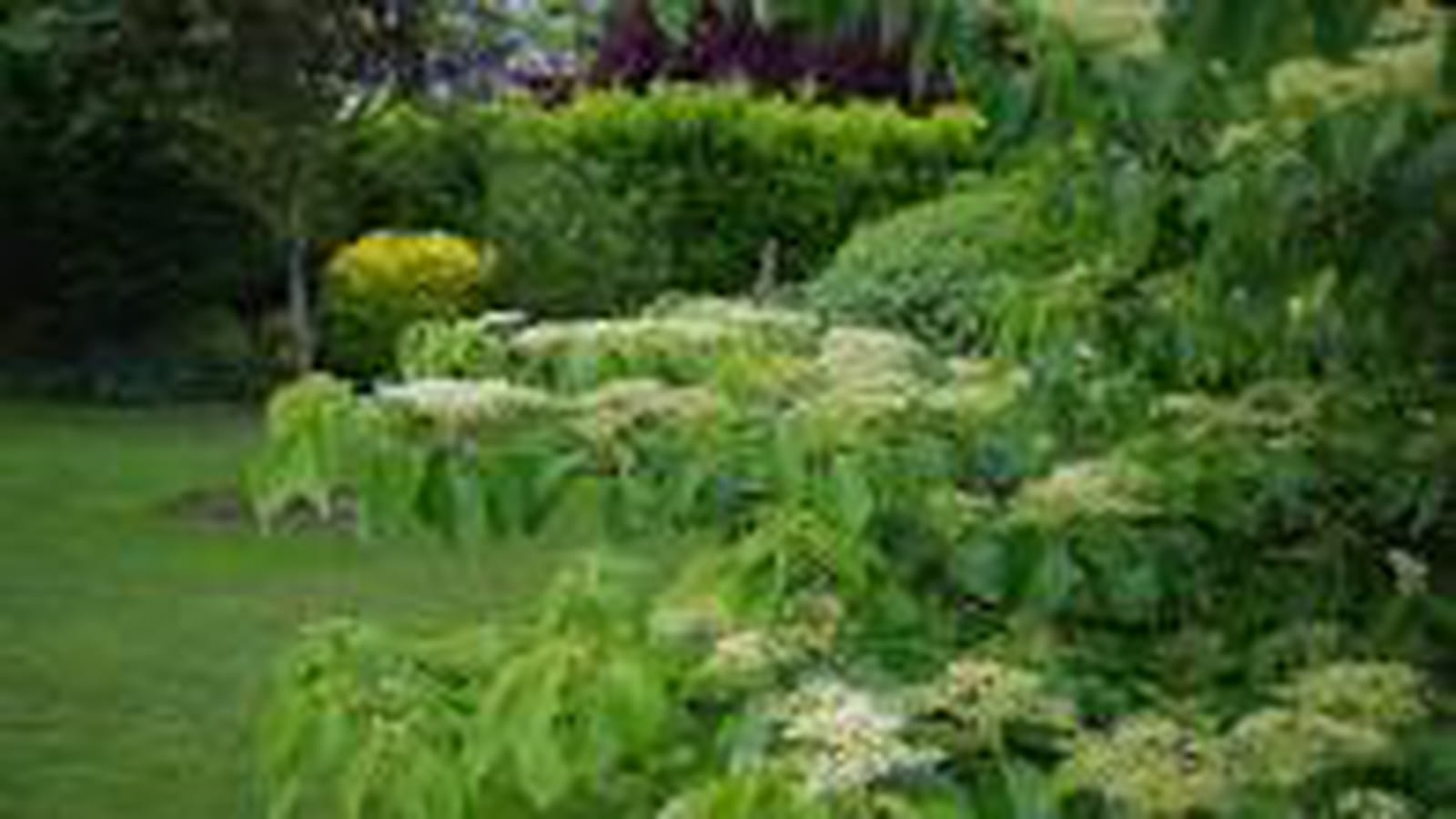 Cornus controversa