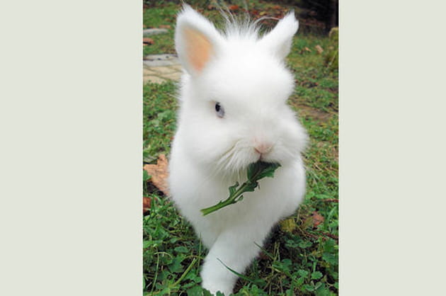 Le lapin au pissenlit