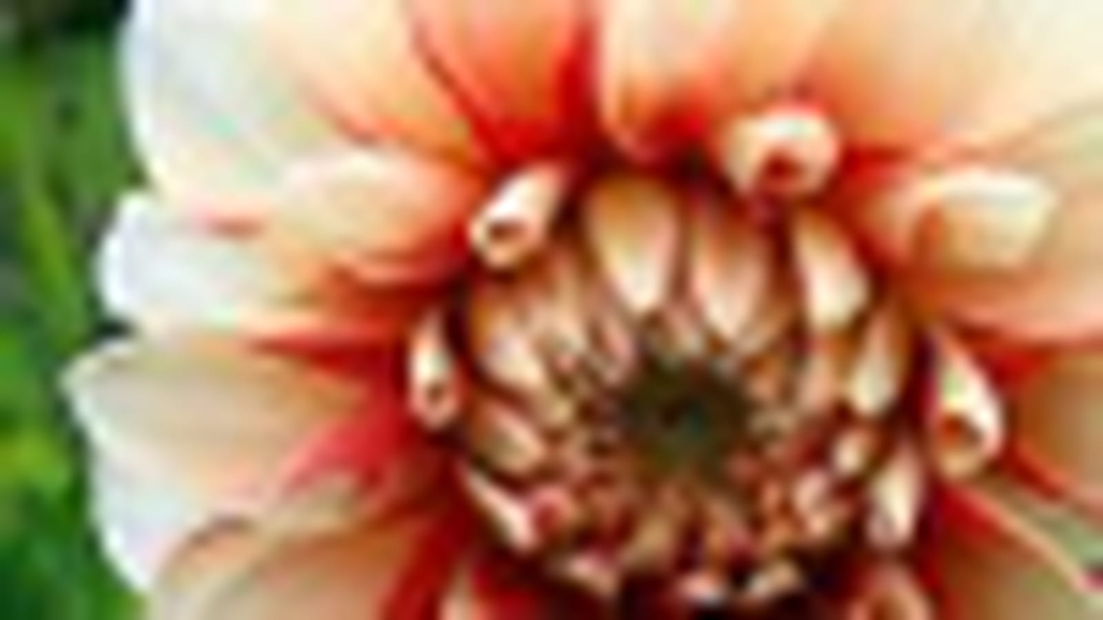 Gros plan sur le dahlia