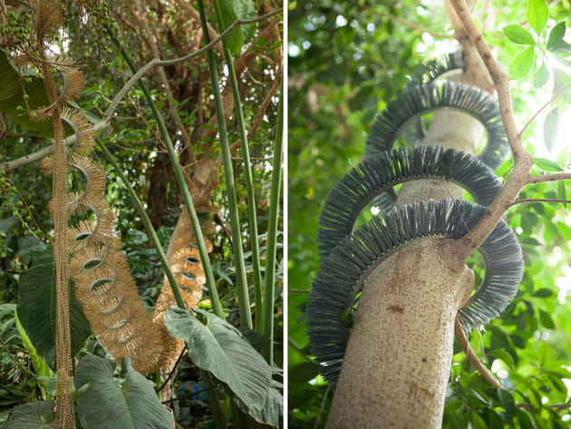 Suspensions végétales