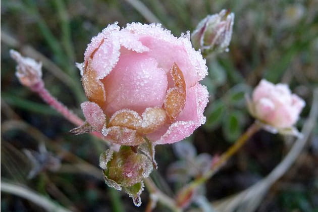Une rose en hiver