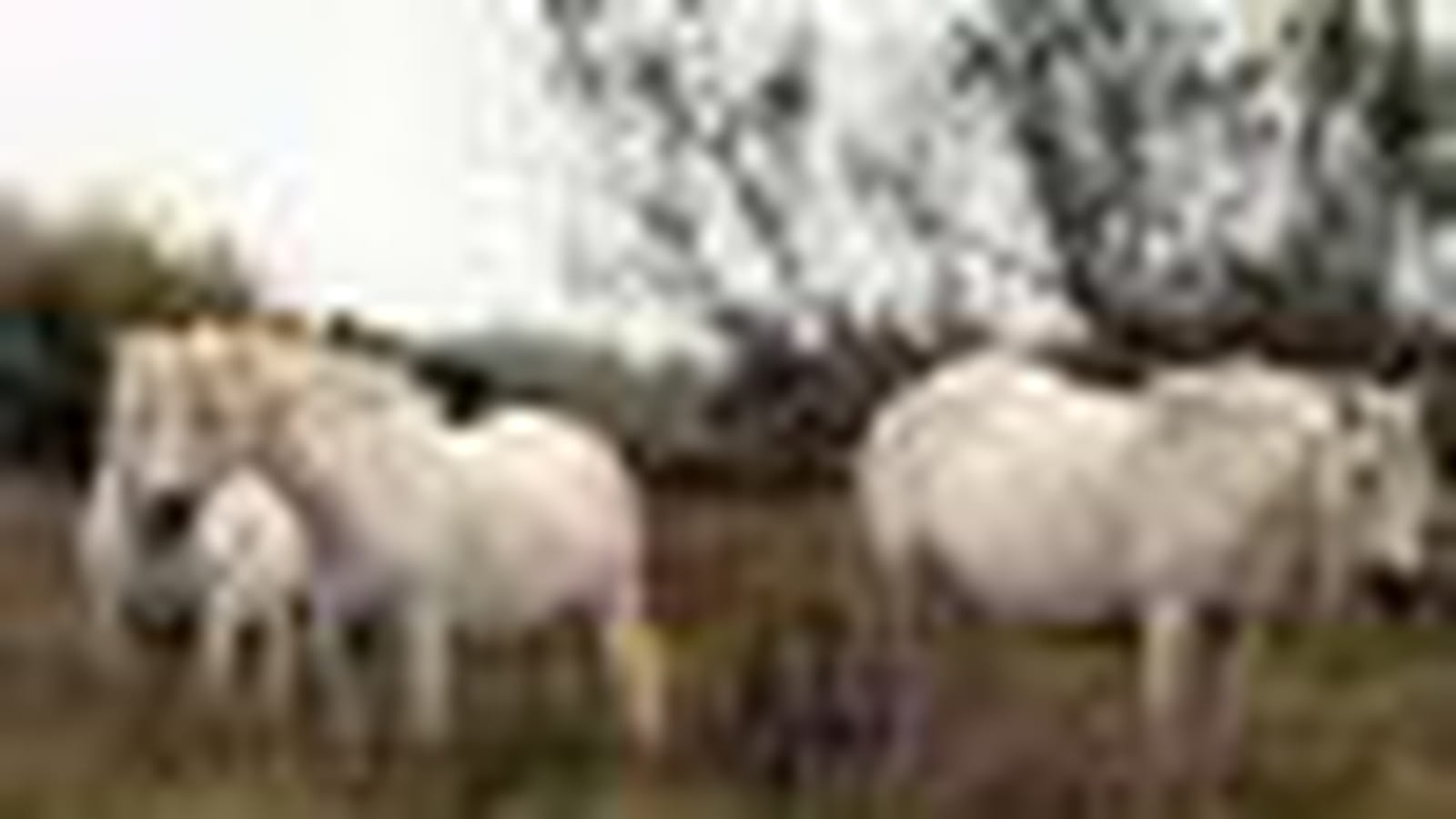Trois chevaux blancs