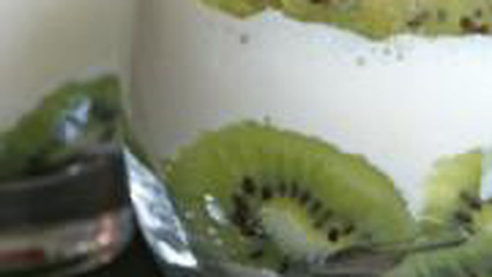 Verrines au kiwi, mascarpone et son crumble
