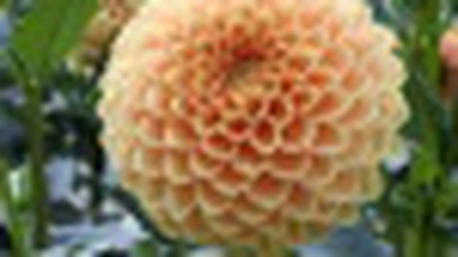 Le dahlia pompon