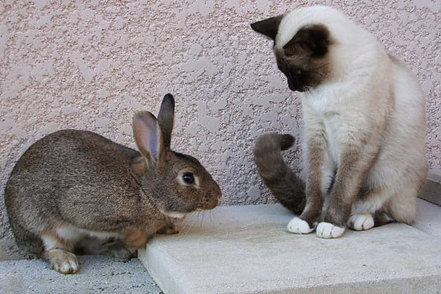 L'incroyable amitié entre un lapin et un chat