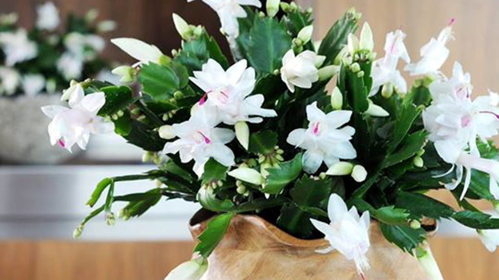 Schlumbergera blanc