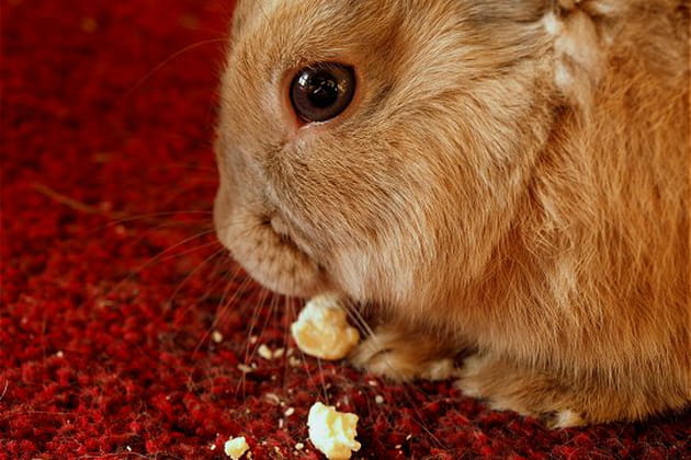 Ses gourmandises préférées
