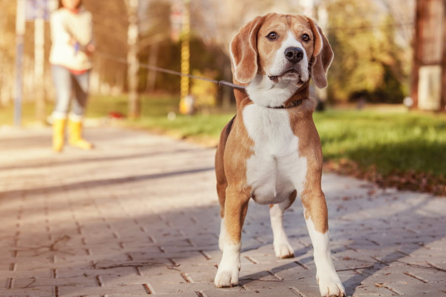 Chien&nbsp;: le guide du ma&icirc;tre pour le choisir et en prendre soin
