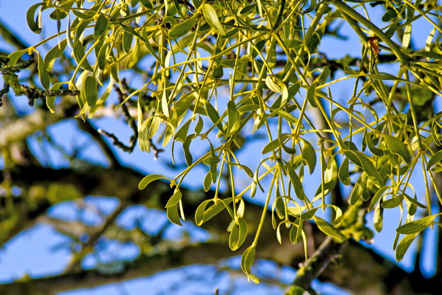 Comment se débarrasser du gui dans les arbres
