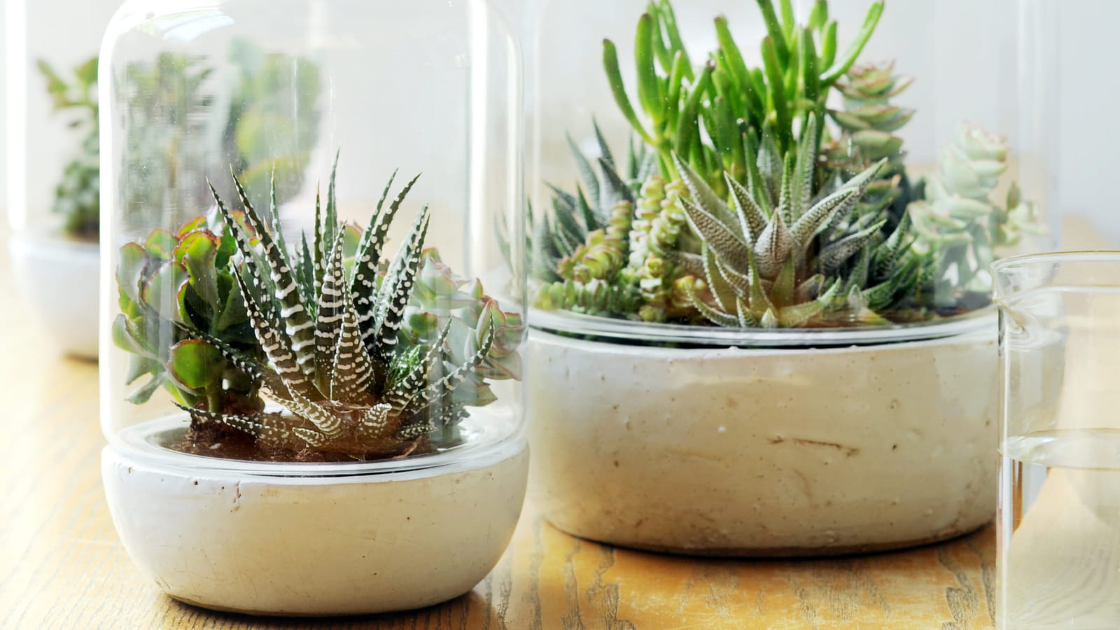 Haworthia