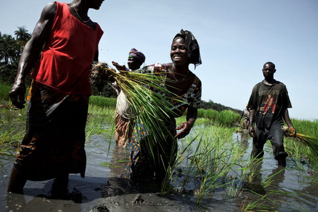 Culture du riz en Guinée