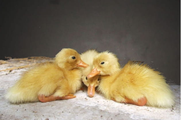 Les triplettes de Belleville