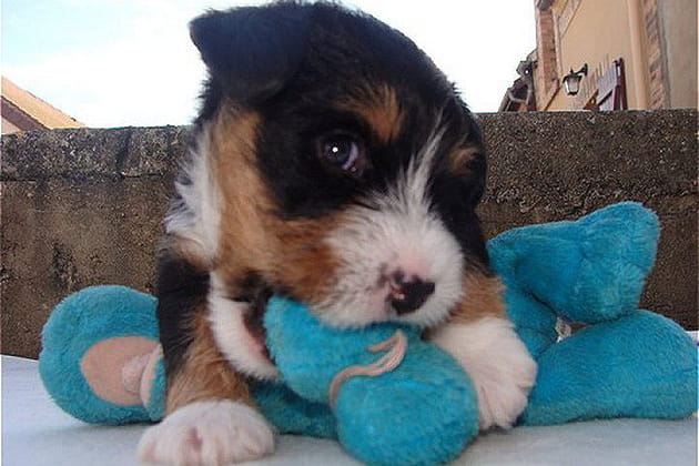 Giga et son chien bleu parlant
