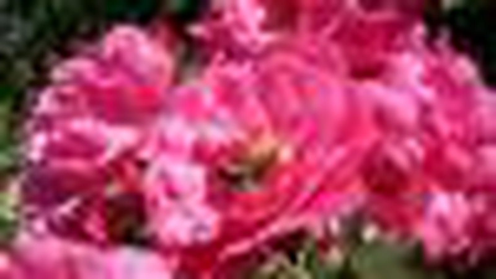 Rose Emera