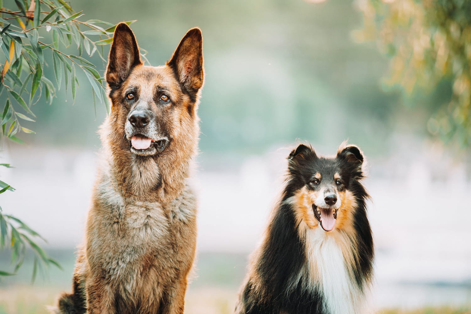 These dogs are the most intelligent of all according to a scientific study