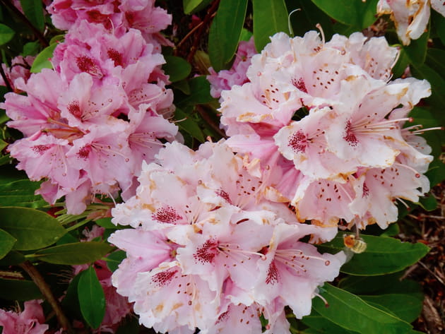 Les fleurs d'Alopeanum