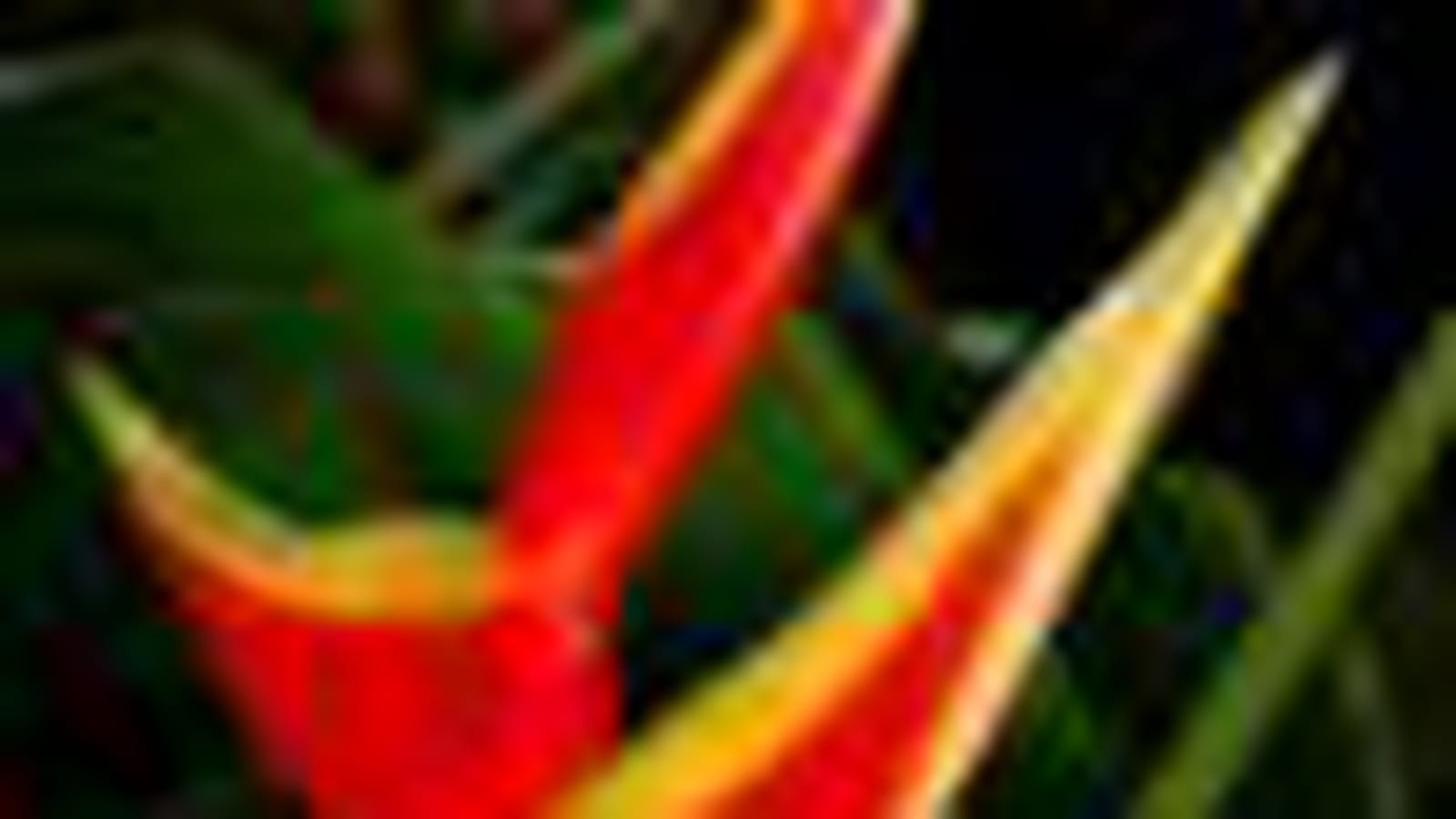 Heliconia