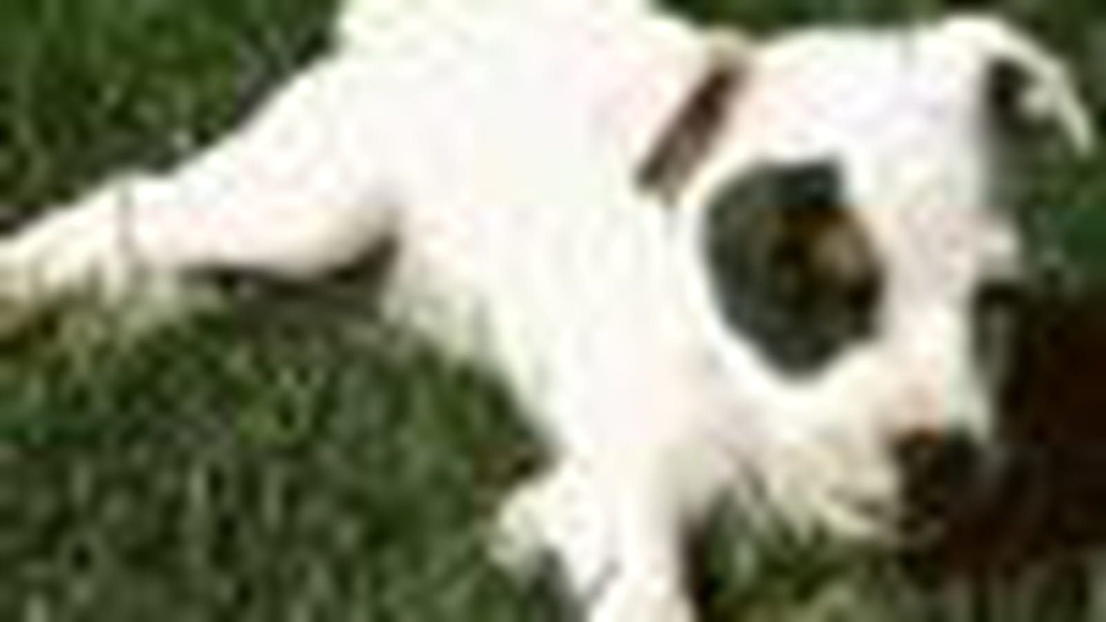 Jack Russell