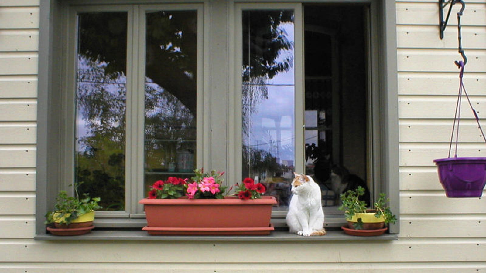 Jardinières de géraniums