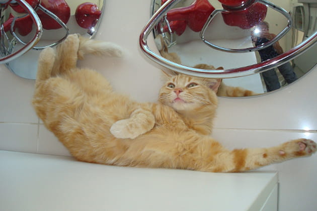 Le charme, tête en bas... ou en haut ?